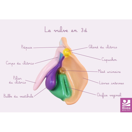 schéma anatomique vulve en 3d