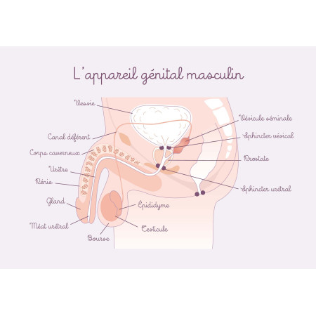 schéma anatomique appareil génital masculin