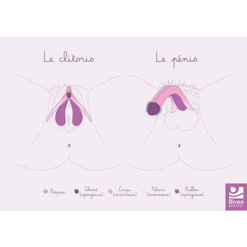 schéma anatomique clitoris pénis