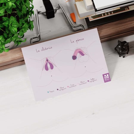 schéma anatomique clitoris pénis posé sur bureau