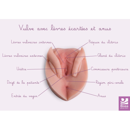schéma anatomique vulve avec lèvres écartées