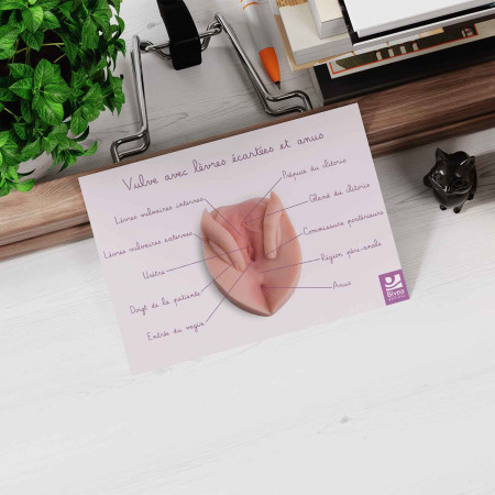schéma anatomique vulve avec lèvres écartées posé sur le bureau
