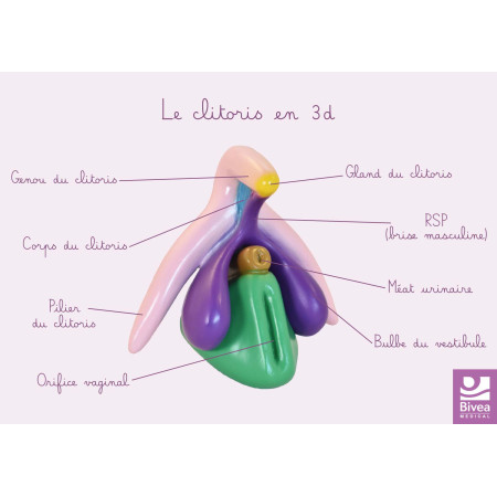 schéma anatomique du clitoris en 3D