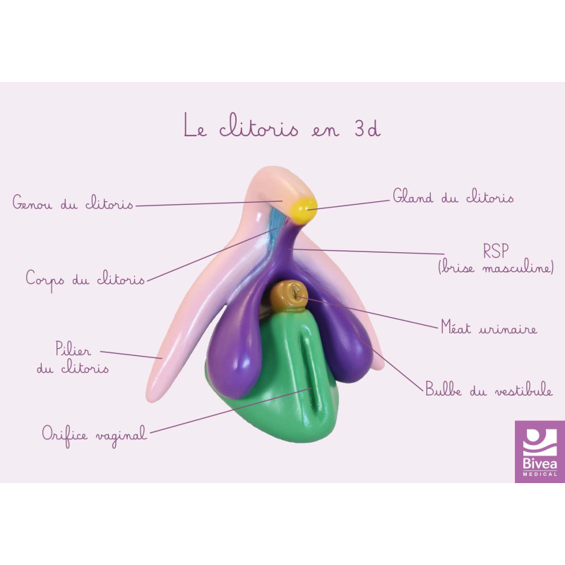 schéma anatomique du clitoris en 3D