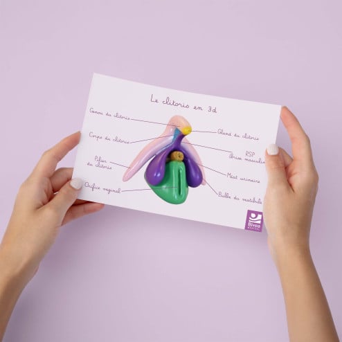 carte anatomique du clitoris en 3D tenu dans des mains