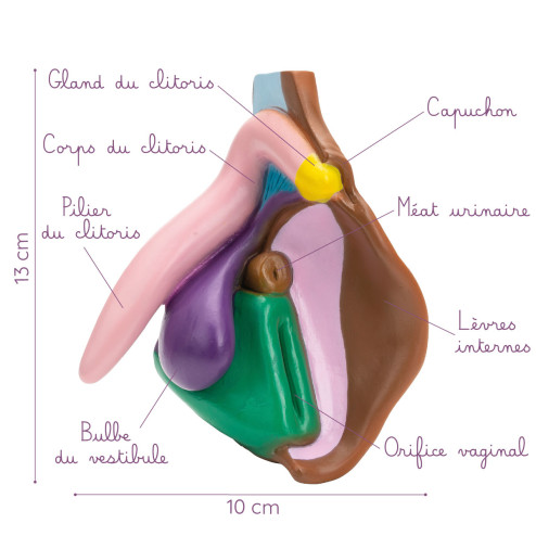 Modèle pédagogique de vulve et clitoris description