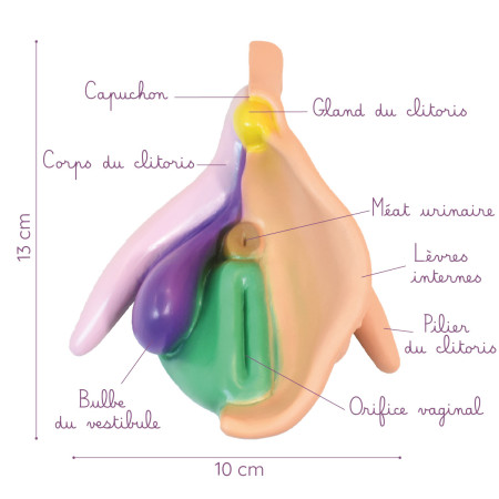 Modèle anatomique de vulve pour l'éducation sexuelle de medintim description