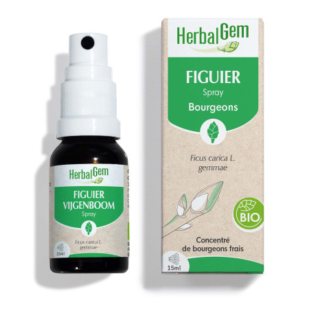 Macérat mère bourgeons de Figuier Spray 15ml