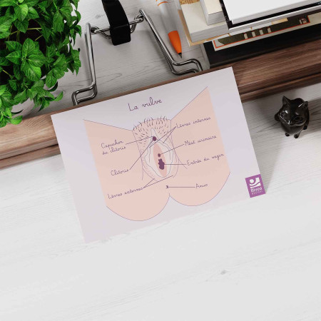 schéma anatomique de la vulve