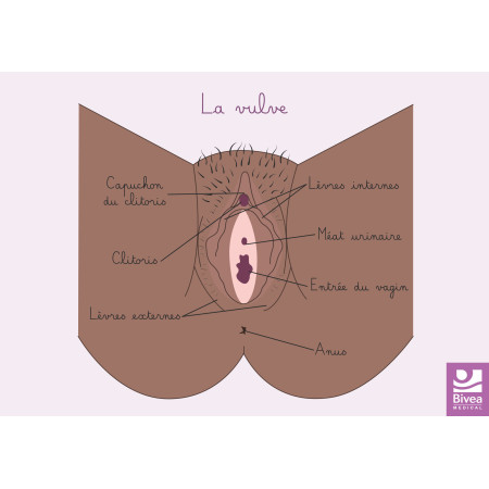 Carte anatomique vulve claire