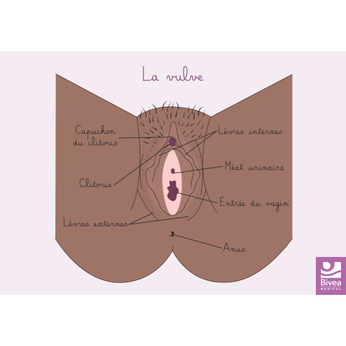 Carte anatomique vulve foncée