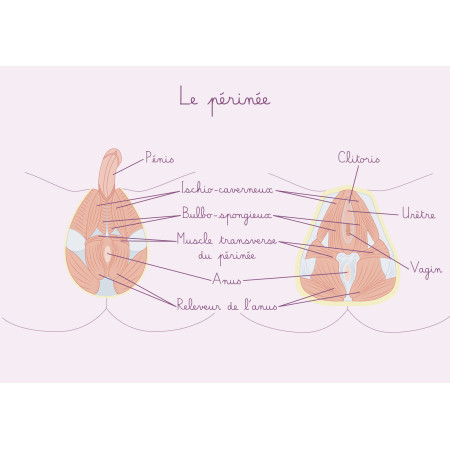schéma anatomique du périnée