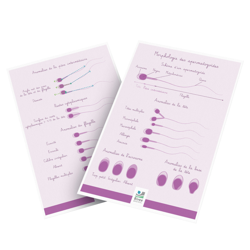 poster recto verso sur la morphologie des spermatzoides