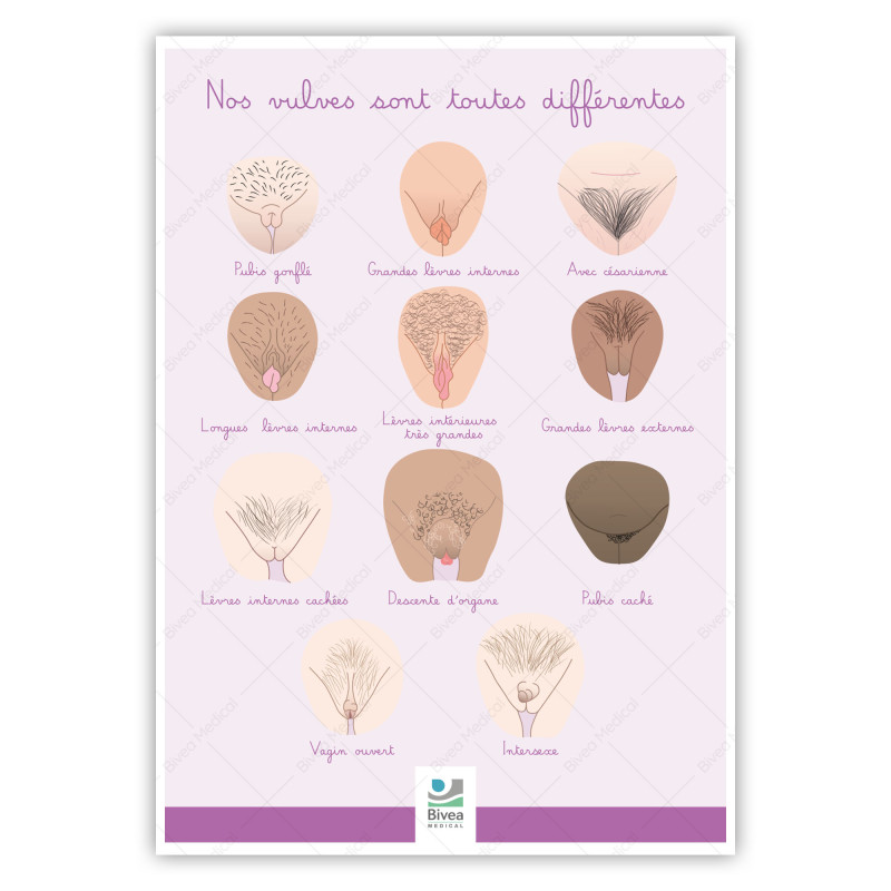 Poster A4 illustration nos vulves sont toutes différentes