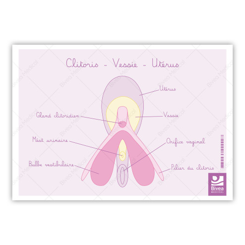 Carte anatomique Clitoris Vessie Utérus