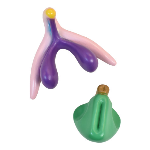 Modèle anatomique Clitoris 3D en PVC 2