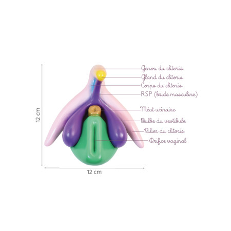 Modèle anatomique Clitoris 3D en PVC 3