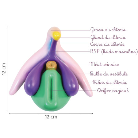 Modèle anatomique Clitoris 3D en PVC 4